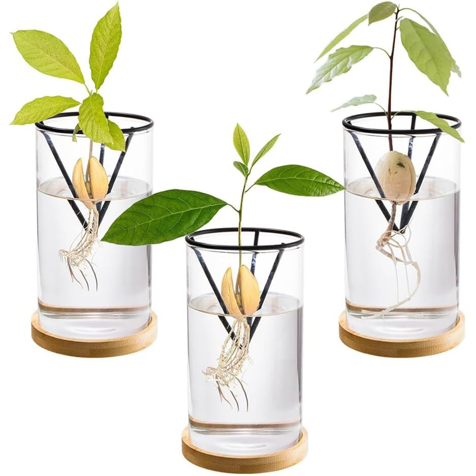 1Set Avocado Tree Growing Kits - огляд і ціна Crystal Growing Kit