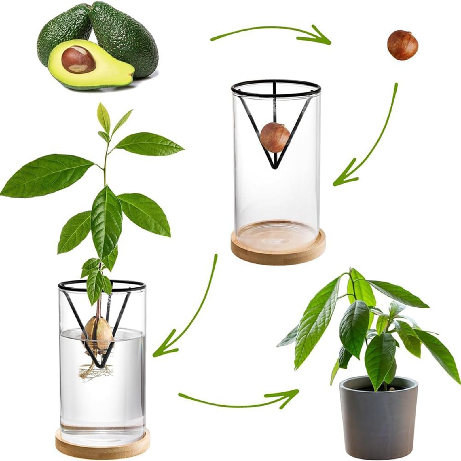 1Set Avocado Tree Growing Kits - огляд і ціна Crystal Growing Kit