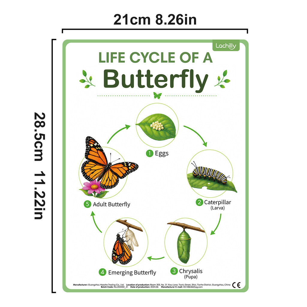 8Pcs Nature Life Cycle Educati - огляд і ціна Science Nature