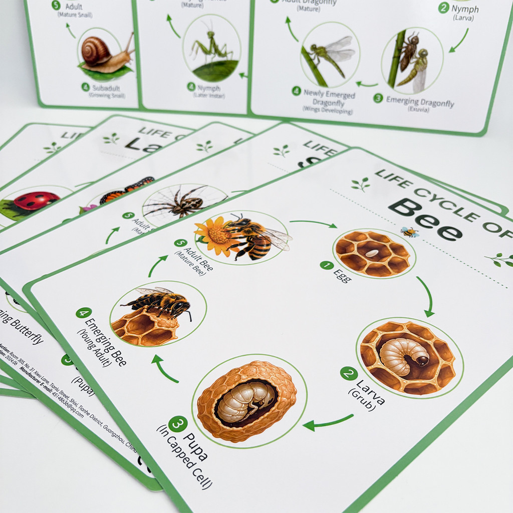 8Pcs Nature Life Cycle Educati - огляд і ціна Science Nature